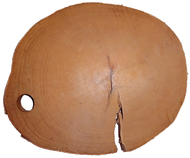 beech