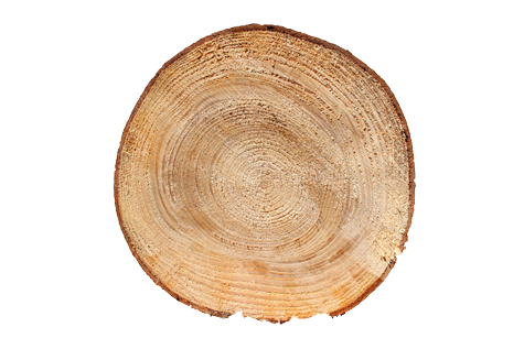 pine