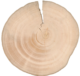 spruce